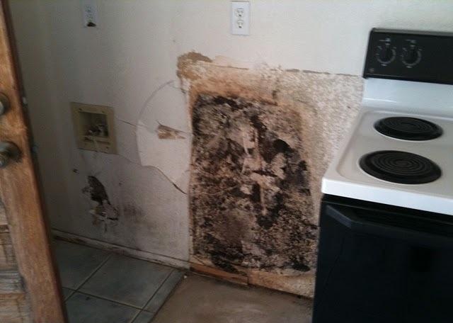 A picture of a mold hiding behind the refrigerator area